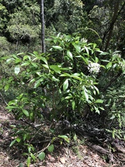 Pavetta australiensis