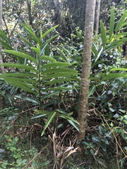 Alpinia caerulea