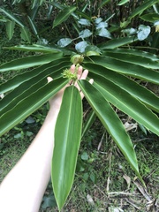 Alpinia caerulea