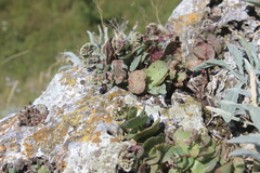 Hylotelephium maximum ruprechtii