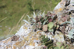 Hylotelephium maximum ruprechtii