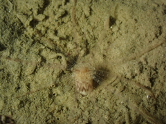 Scolanthus callimorphus