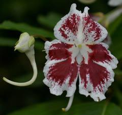 Impatiens grandis