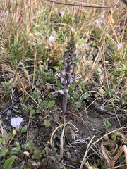 Lachenalia sessiliflora
