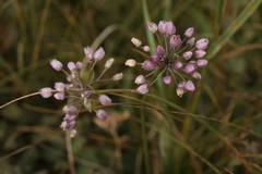 Allium rubens