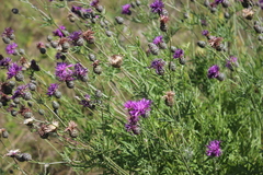 Centaurea scabiosa