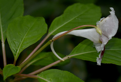 Impatiens grandis