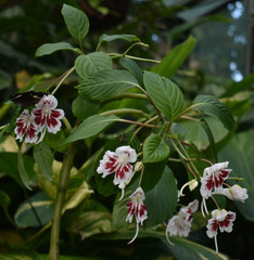 Impatiens grandis