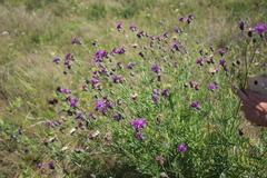 Centaurea scabiosa