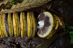 Cyclanthus bipartitus