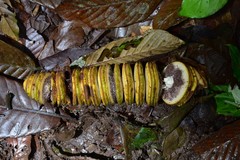 Cyclanthus bipartitus