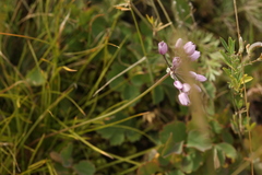 Allium rubens