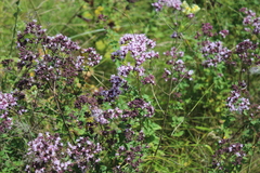 Origanum vulgare