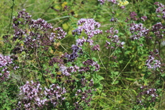 Origanum vulgare