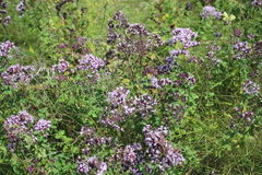 Origanum vulgare