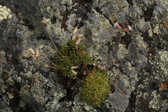 Silene turgida