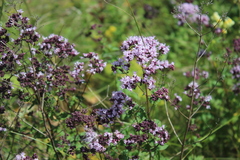 Origanum vulgare