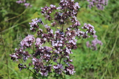Origanum vulgare