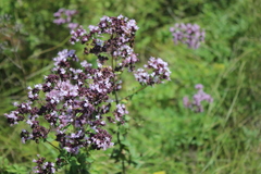 Origanum vulgare