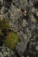 Silene turgida
