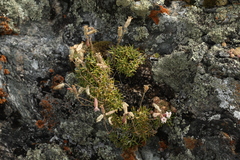 Silene turgida