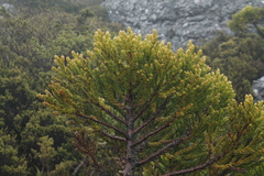 Athrotaxis selaginoides