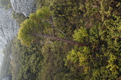 Athrotaxis selaginoides