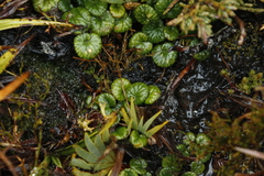 Diplaspis