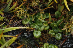 Diplaspis