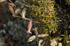 Silene turgida