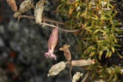 Silene turgida