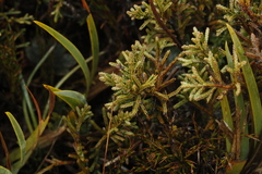 Microcachrys tetragona