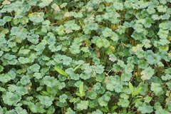 Hydrocotyle ranunculoides