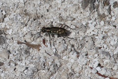 Cicindela haemorrhagica