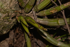 Dendrobieae