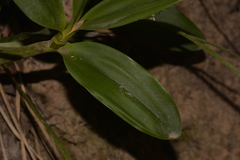 Dendrobieae