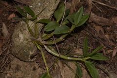 Dendrobieae