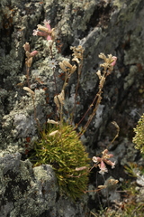 Silene turgida