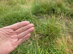 Poa subfastigiata