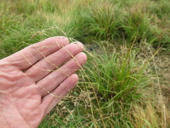 Poa subfastigiata