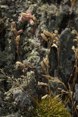 Silene turgida
