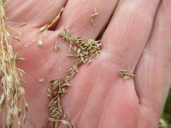 Poa subfastigiata