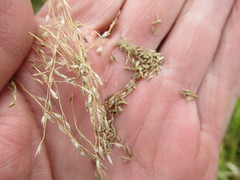 Poa subfastigiata