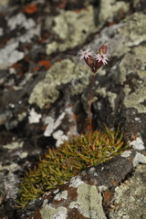 Silene turgida