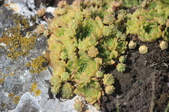 Sempervivum