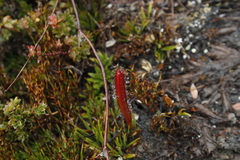 Drosera murfetii