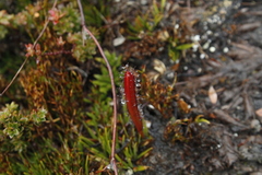 Drosera murfetii