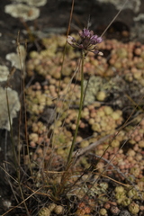 Allium rubens