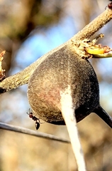 Crematogaster mimosae