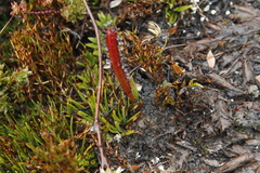 Drosera murfetii